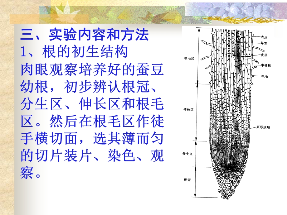 实验三植物的营养器官.ppt_第3页