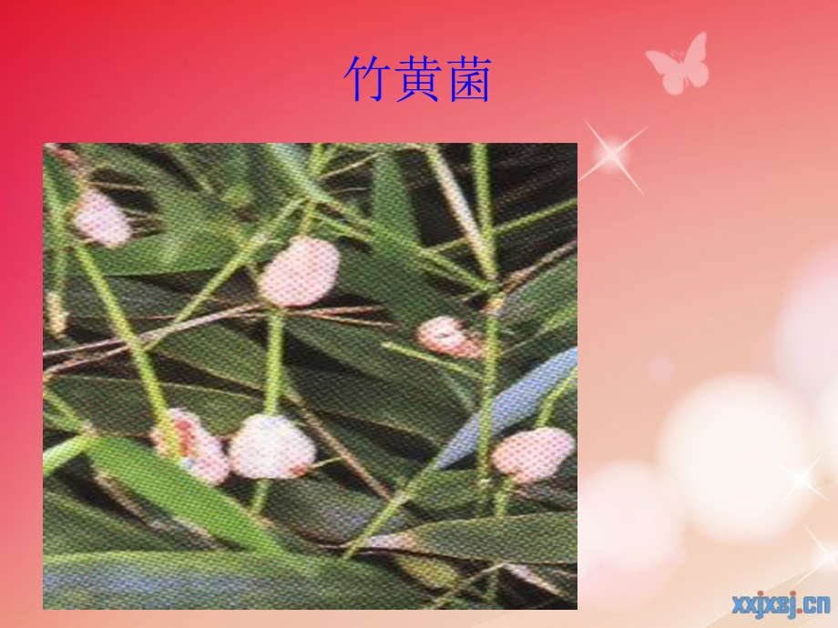 几种大型真菌的食用和药用价值.ppt_第3页