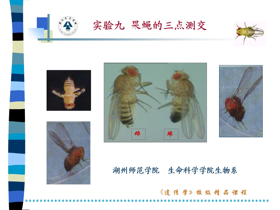 实验九果蝇的三点测交.ppt_第1页