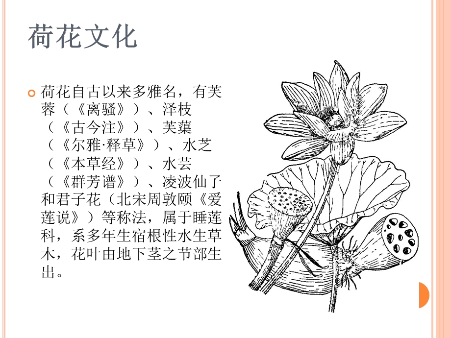 园艺文化-荷花、菊花.ppt_第2页