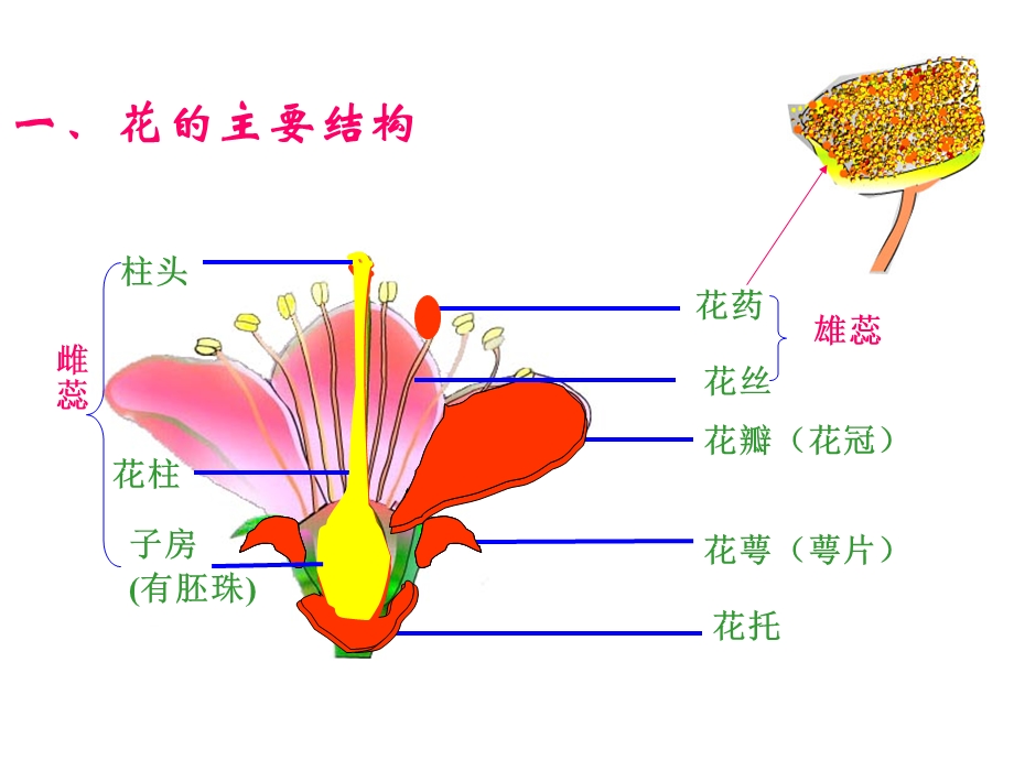 初中生物《植物的开花和结果》.ppt_第3页