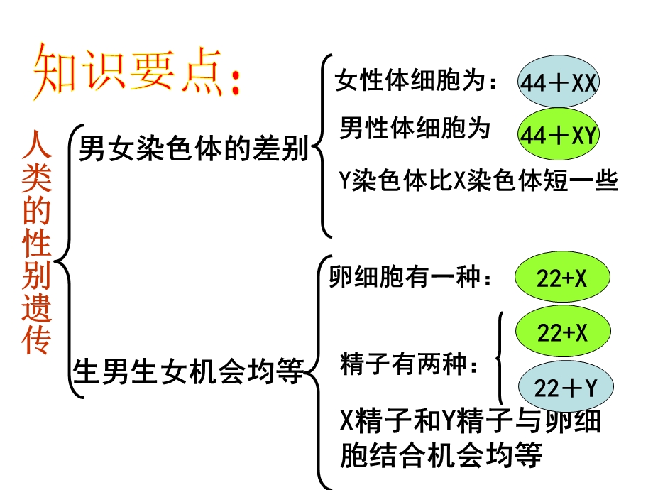 初三生物下册复习卷练习题.ppt_第3页