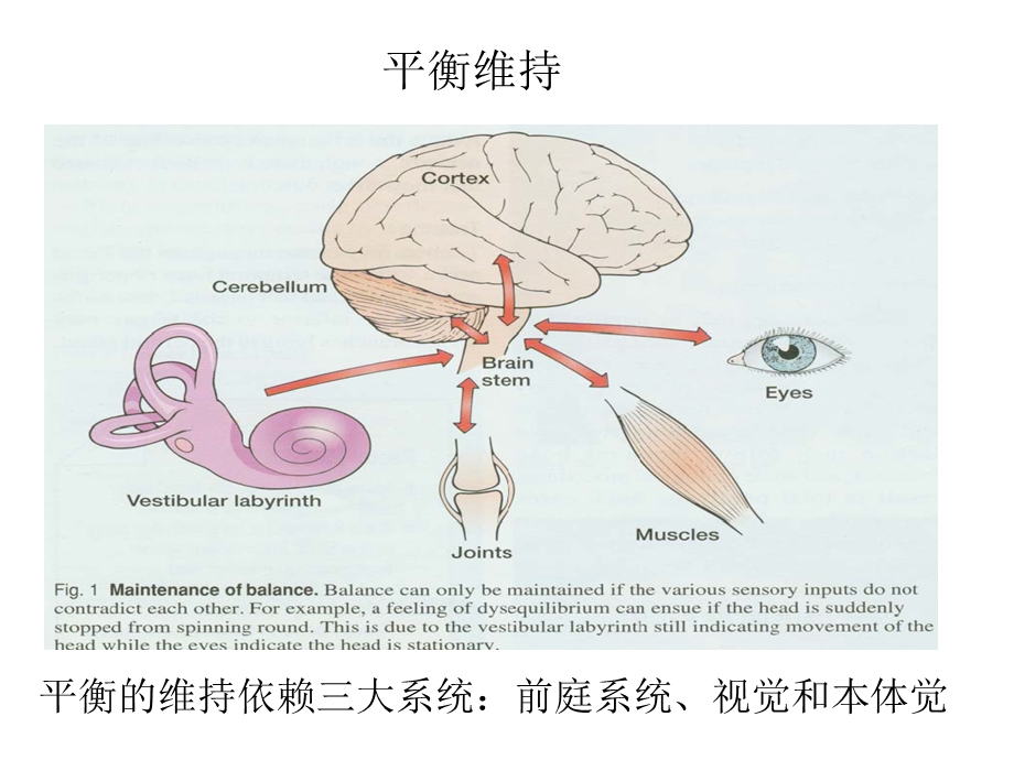 医学教学资料平衡生理-于红.ppt_第2页