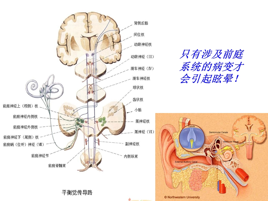 医学教学资料平衡生理-于红.ppt_第3页