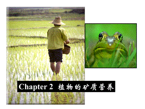 植物生理学课件02矿质营养.ppt