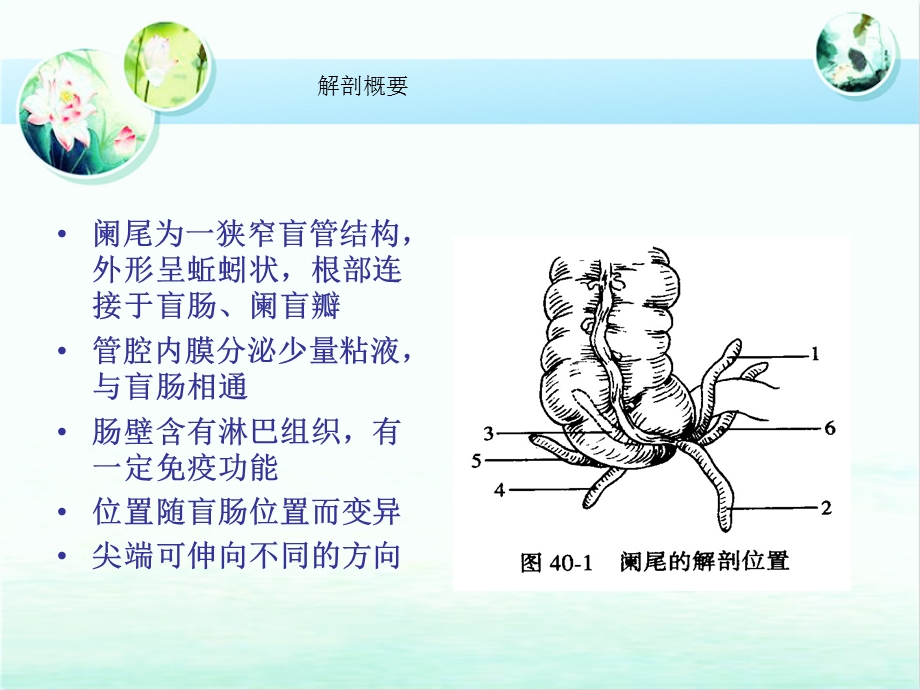 急性阑尾炎的护理查房.ppt_第3页