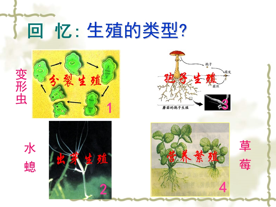 生殖和生命的延续.ppt_第3页