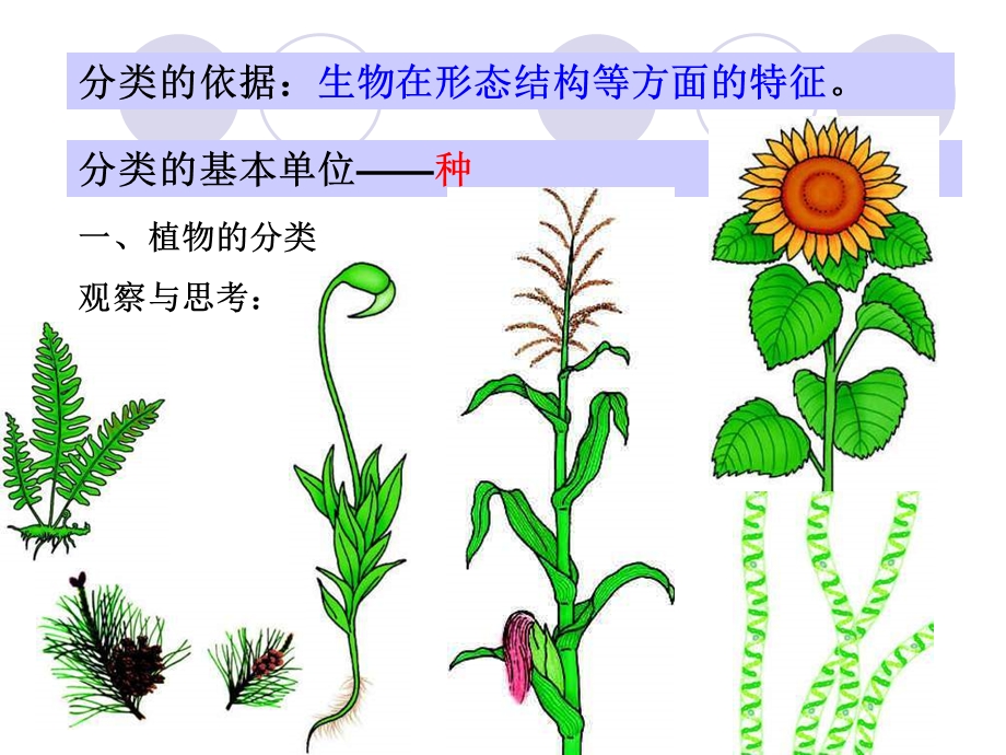 生物根据生物的特征进行分类.ppt_第2页