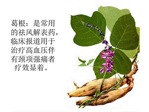 常见的降血压草药附带.ppt