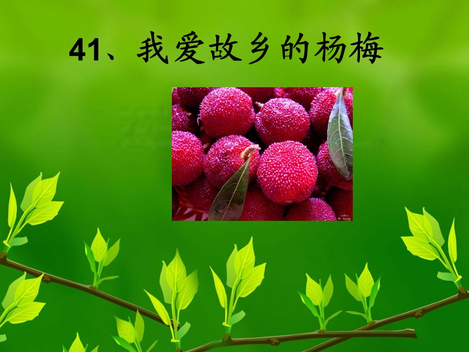 我爱故乡的杨梅.ppt_第1页