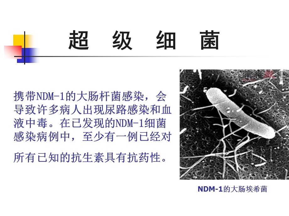 病原微生物第9章肠杆菌科.ppt_第3页