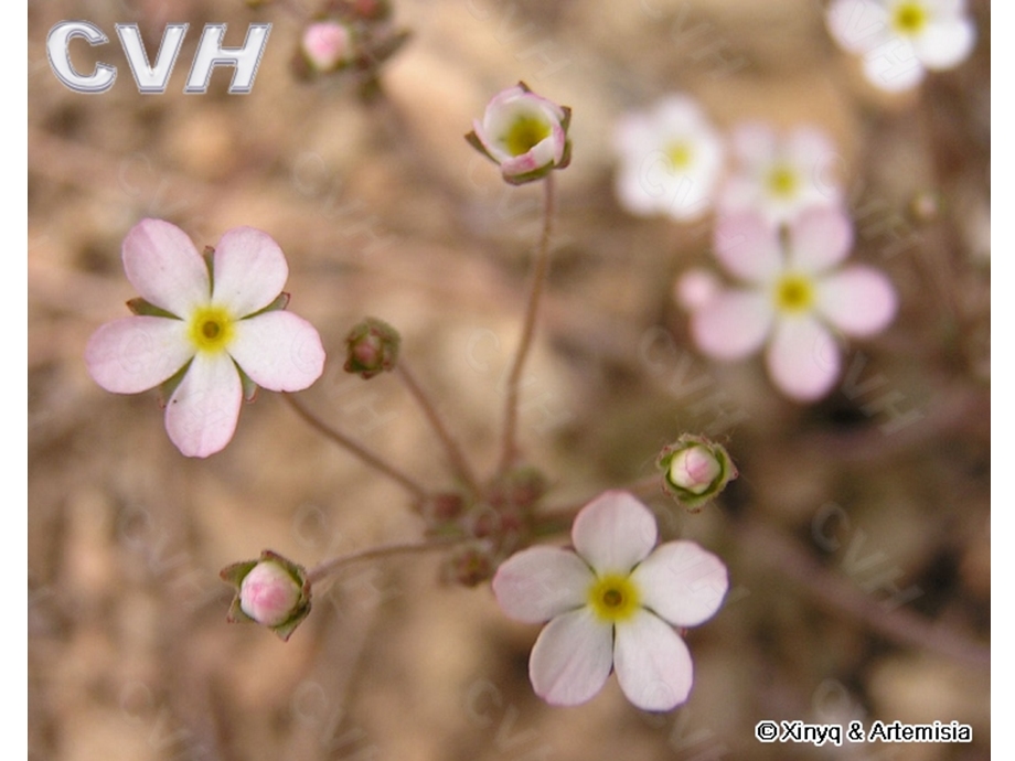 生物系10.04.26校园植物识别.ppt_第3页