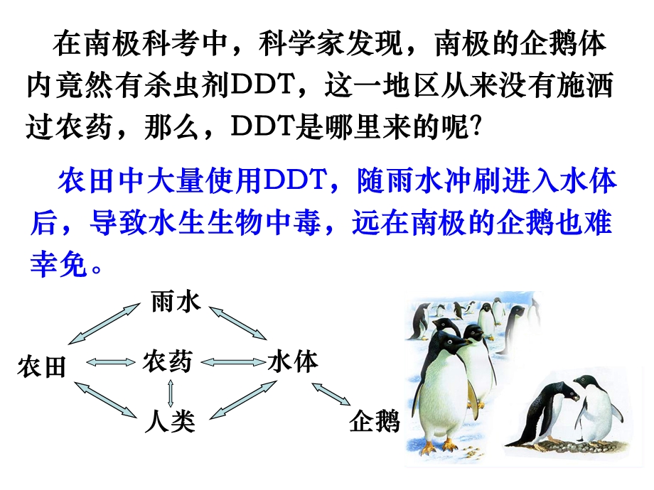 生态系统的结构.ppt_第2页