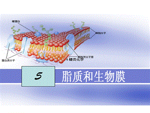 生物化学5脂质和生物膜.ppt