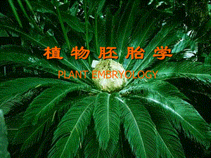 植物胚胎学的发展和成就.ppt