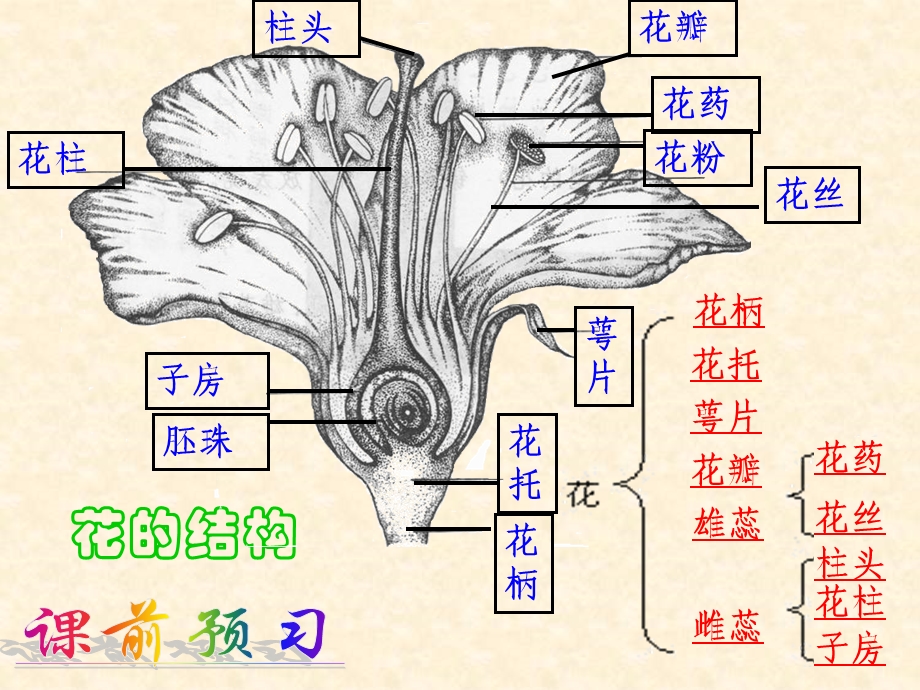 新人教版中考生物专题复习：被子植物的一生.ppt_第3页