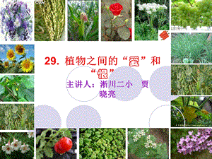 植物之间的爱和恨自制.ppt