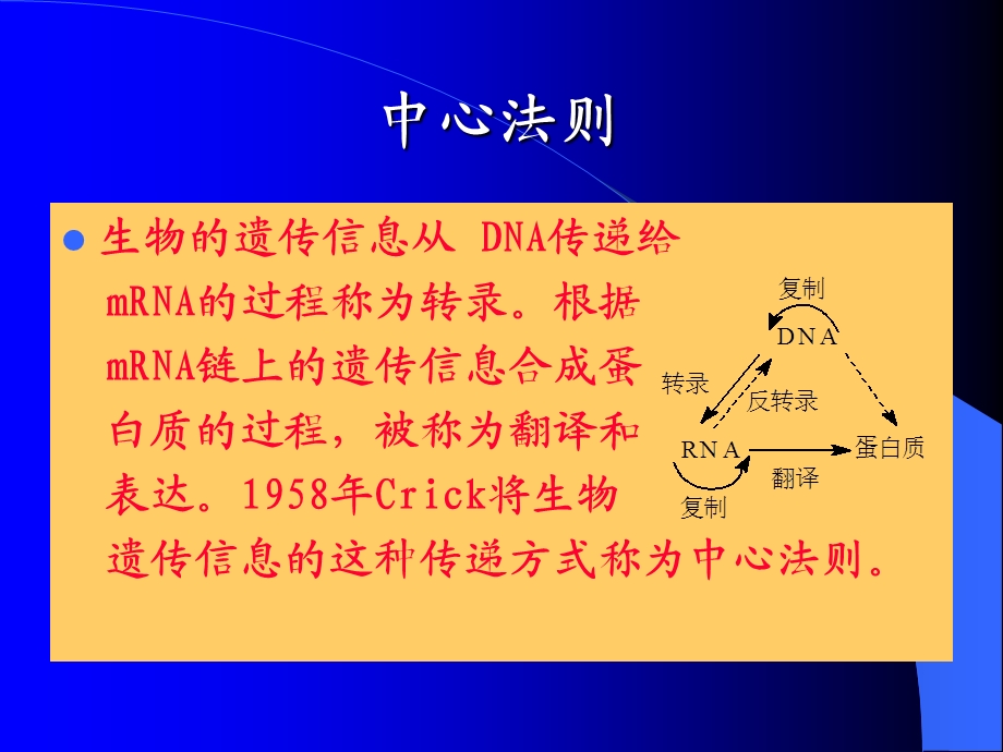 核酸的生物合成.ppt_第2页