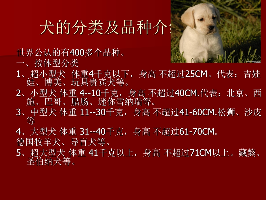 宠物犬的分类和品种介绍.ppt_第1页