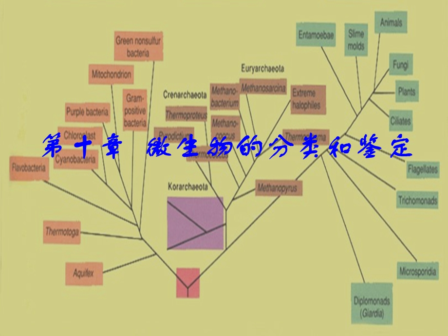 微生物的类分和鉴定.ppt_第1页