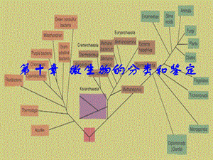 微生物的类分和鉴定.ppt