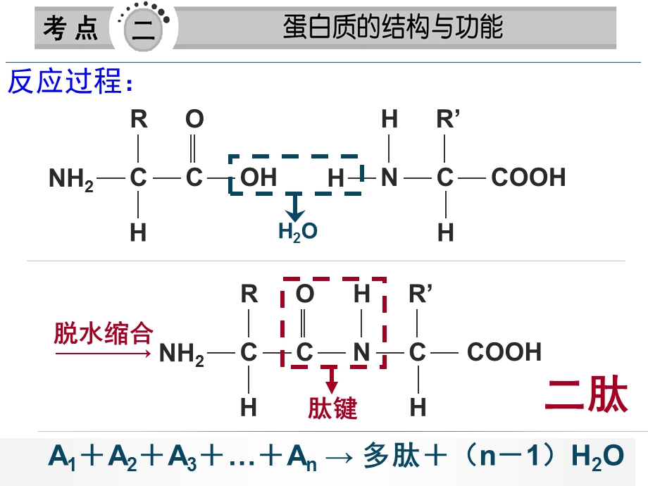 有关蛋白质的计算.ppt_第1页