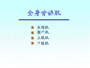 全身骨骼肌.ppt