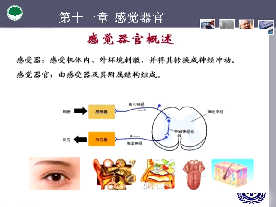 第十一章 感觉器官.ppt_第3页