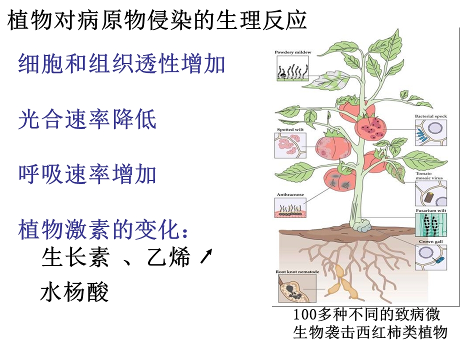 植物生理课件：第十六章第六-七节.ppt_第2页