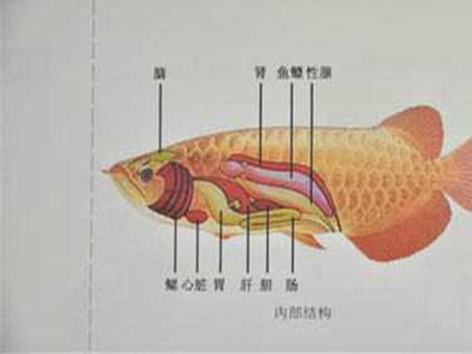 湘教版小学二年级美术下册《海底世界》.ppt_第3页