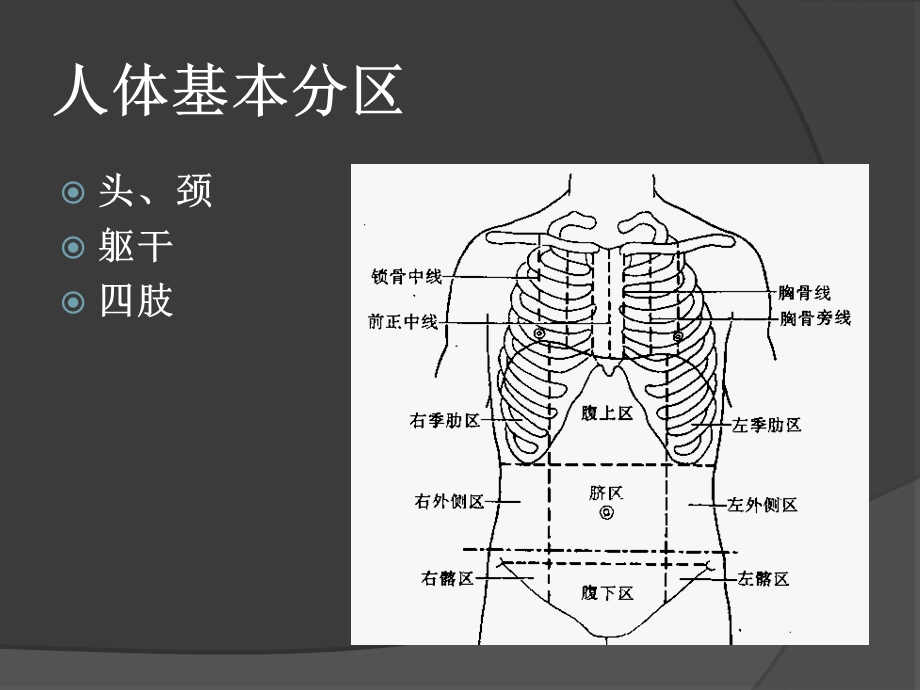 局解课件-理论课-局部解剖学.ppt_第3页