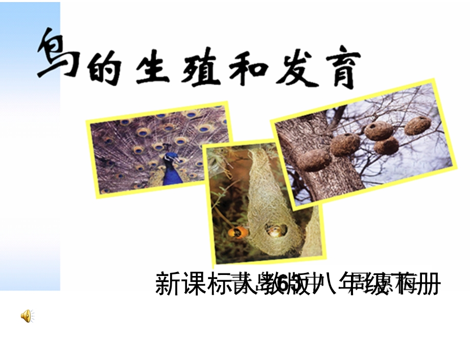 新人教版初中生物八年级下册《鸟的生殖和发育》.ppt_第1页