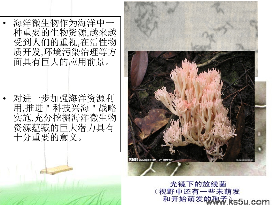 微生物技术海洋研究中的应用.ppt_第2页