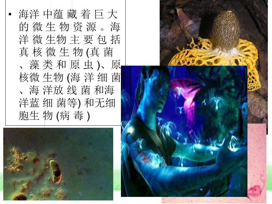 微生物技术海洋研究中的应用.ppt_第3页