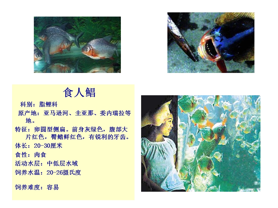 生物入侵与生态安全-以水葫芦为例(黄毅斌).ppt_第3页