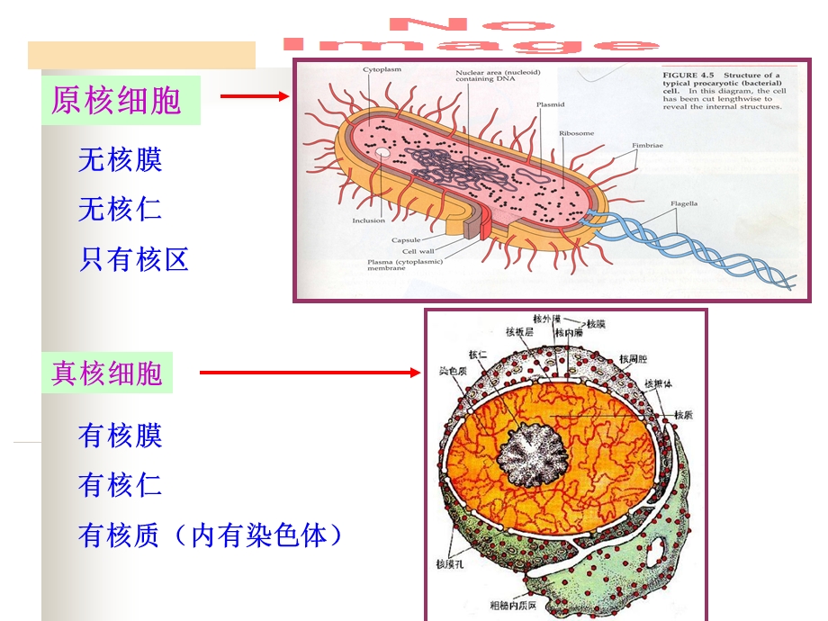 水处理微生物课件第四章真核微生物.ppt_第2页