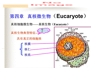 水处理微生物课件第四章真核微生物.ppt