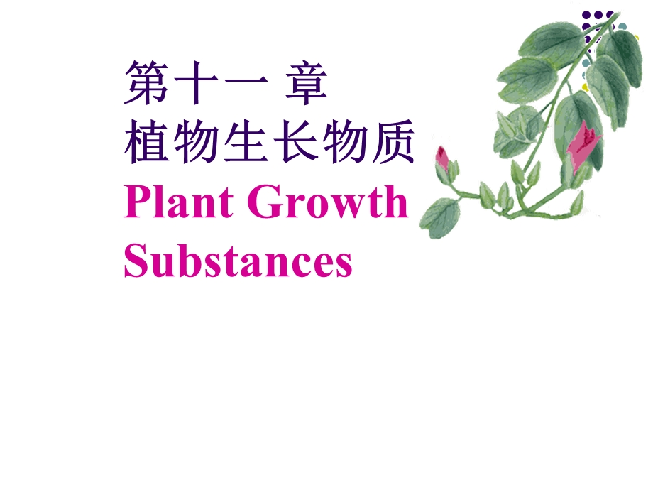 植物生理课件：第十一章植物生长物质第一、二节.ppt_第2页