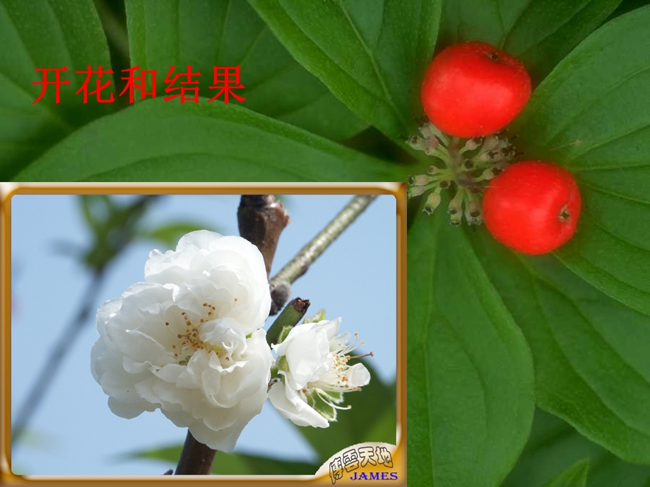 植物的开花过程.ppt_第1页