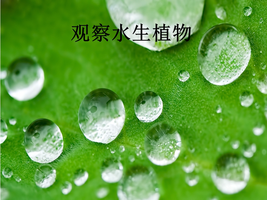 小学三年级上册观察水生植物.ppt_第1页