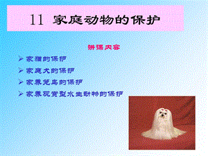 家庭动物的保护.ppt