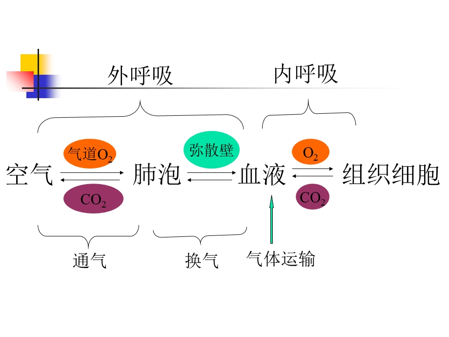 病理生理第16章-呼吸衰竭.ppt_第2页