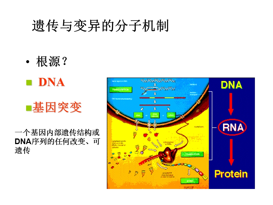 微生物的遗传与变异.ppt_第3页