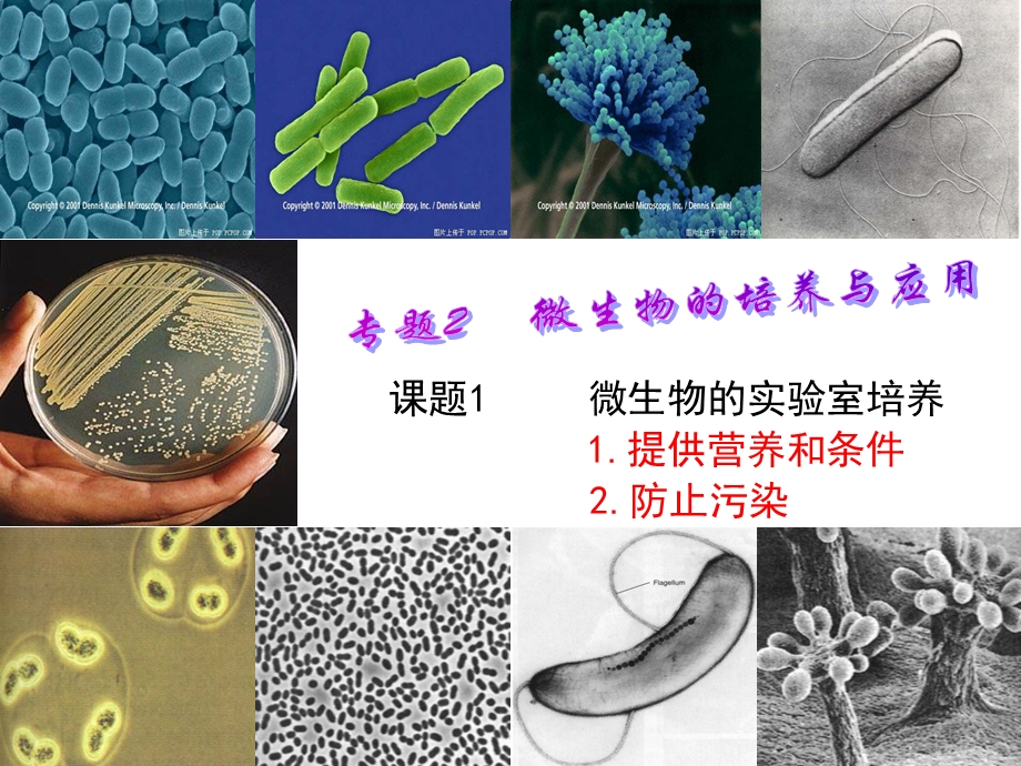 微生物的实验室培养(2014上课).ppt_第3页