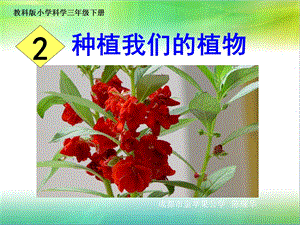 小学科学三下1-2种植我们的植物.ppt