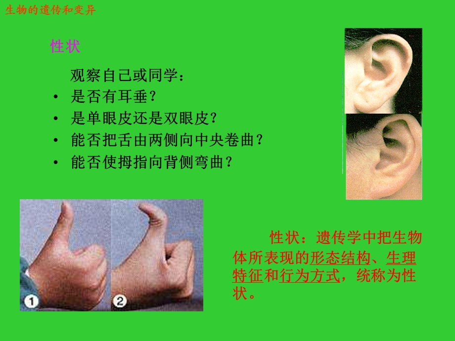 生物的遗传和变异.ppt_第2页