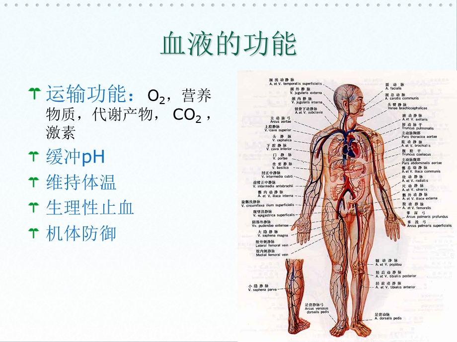 影响血液及造血系统的药物.ppt_第2页