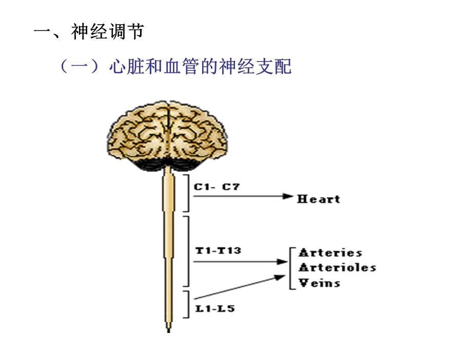 心血管活动的调节.ppt_第2页