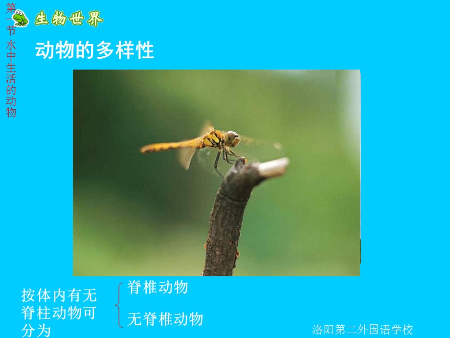 生物水中生活的动物.ppt_第2页