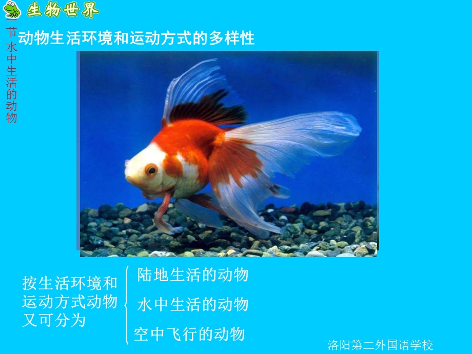 生物水中生活的动物.ppt_第3页